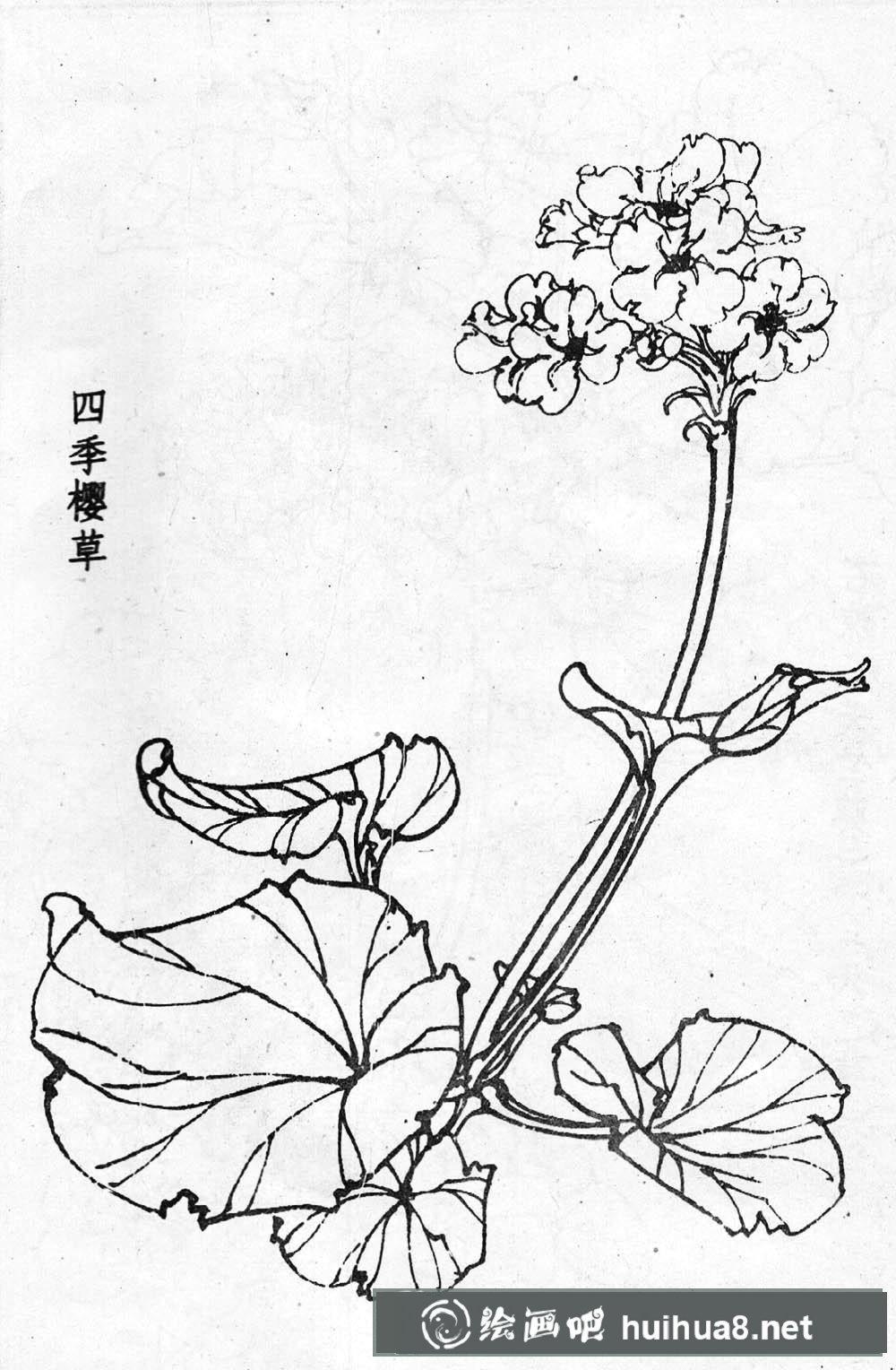 進(jìn)入下一頁 白描花卉圖片20幅(3)