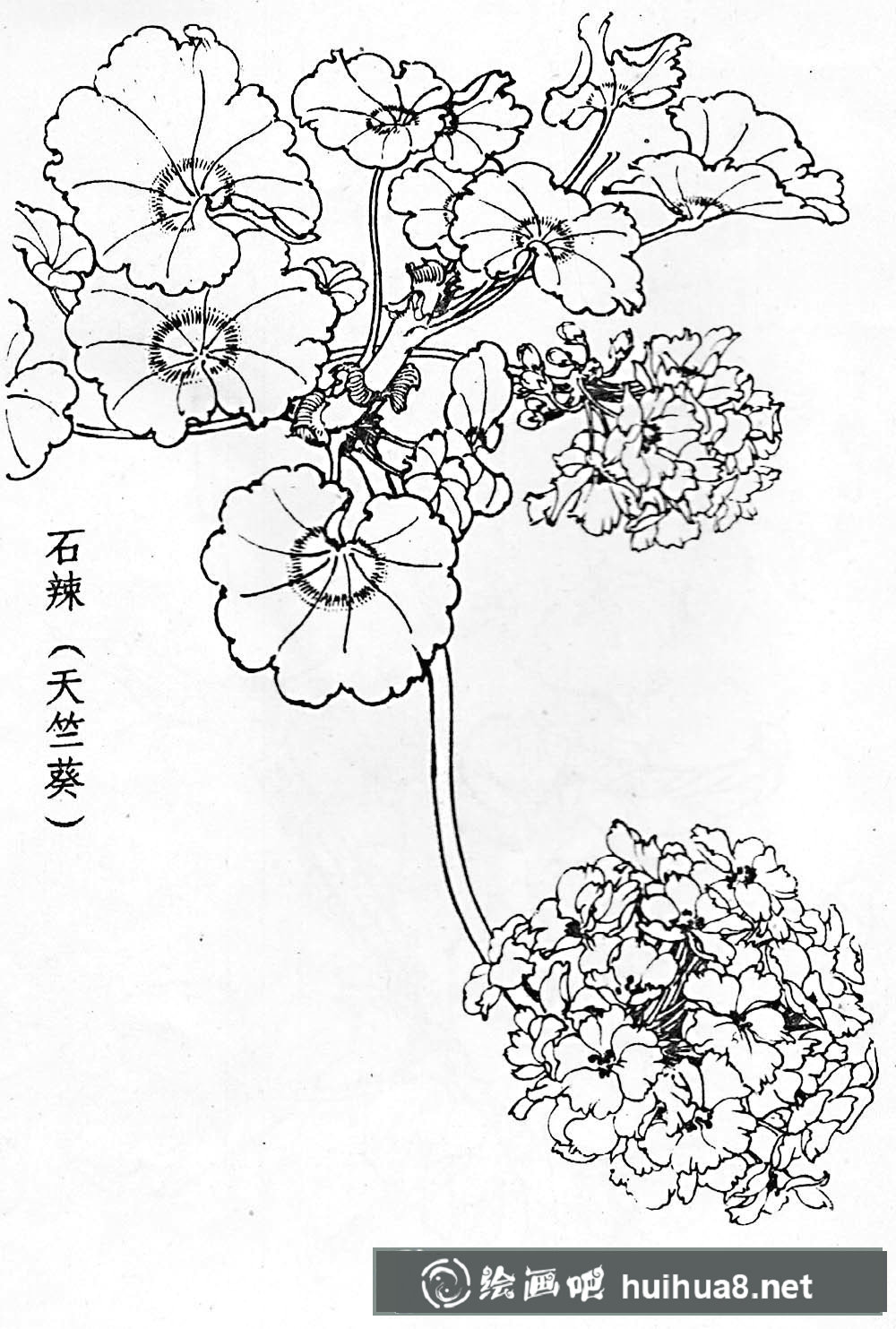 進(jìn)入下一頁 白描花卉圖片20幅(4)