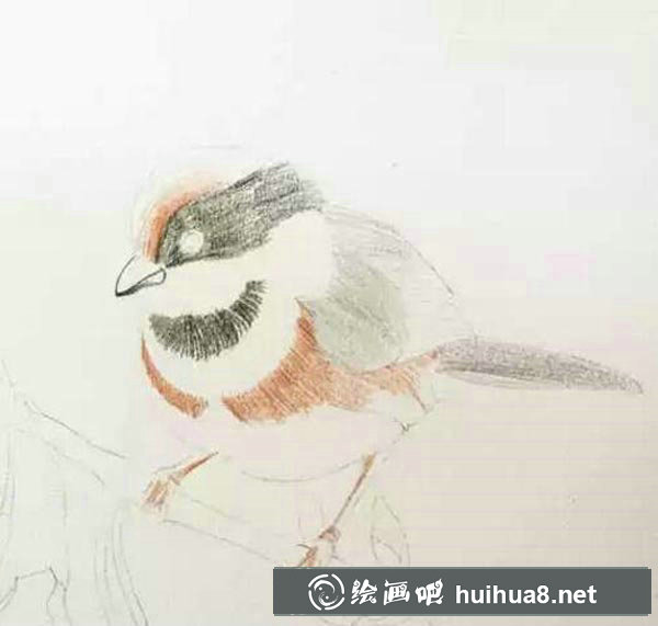 彩鉛鳥怎么畫3