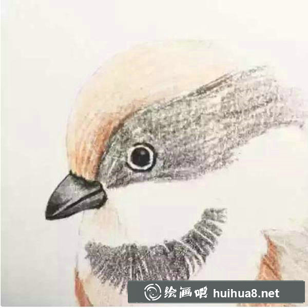 彩鉛鳥怎么畫5