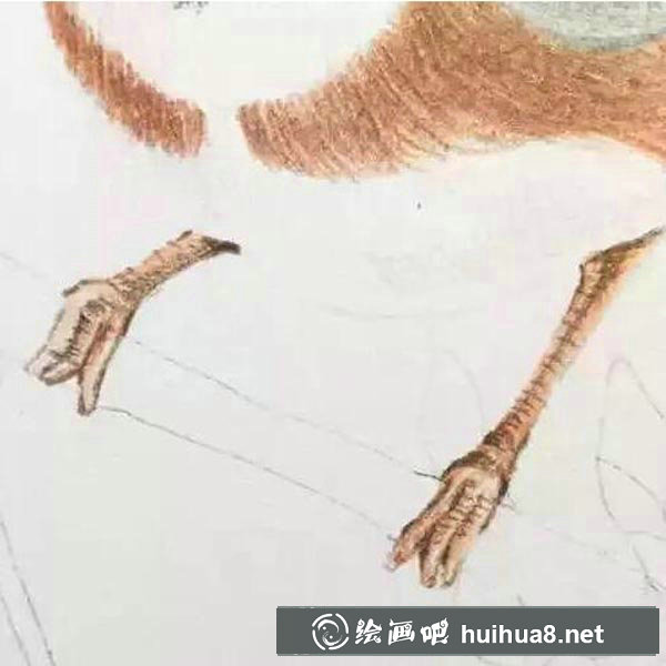 彩鉛鳥怎么畫6