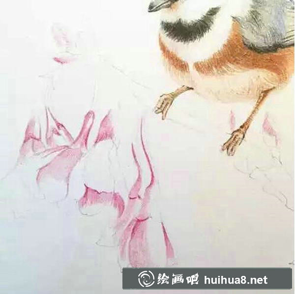 彩鉛鳥怎么畫13
