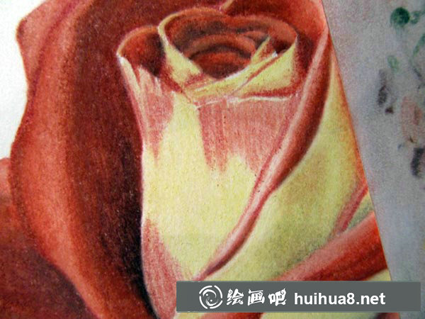 彩鉛畫 紅玫瑰23