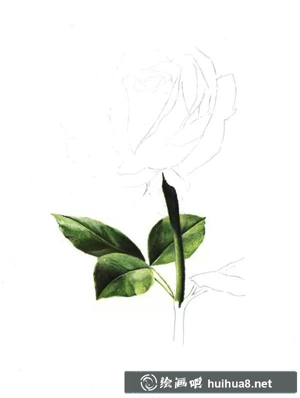 紅玫瑰彩鉛畫教程15
