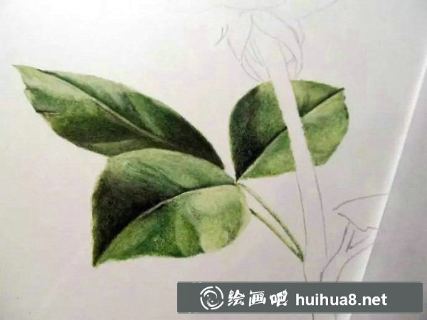 彩鉛畫 紅玫瑰12