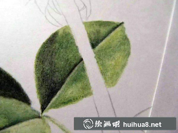 彩鉛畫 紅玫瑰11