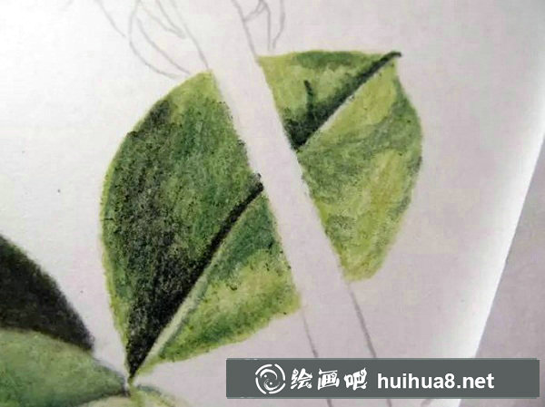 彩鉛畫 紅玫瑰10