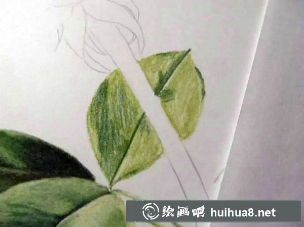彩鉛畫 紅玫瑰9