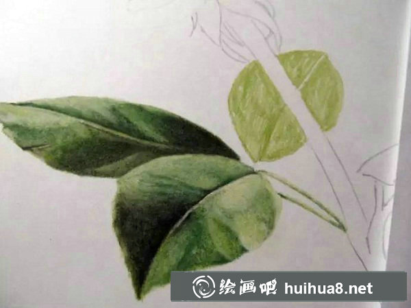 彩鉛畫 紅玫瑰8
