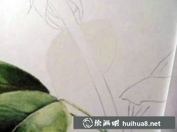 彩鉛畫 紅玫瑰7