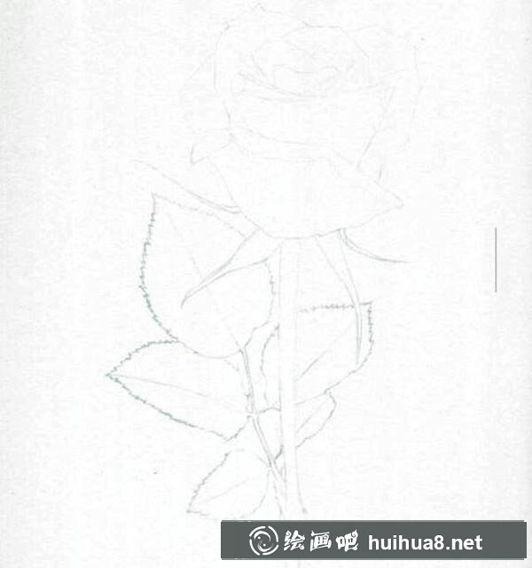 玫瑰花