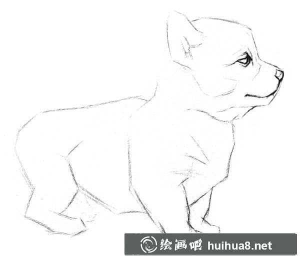 狗狗素描教程