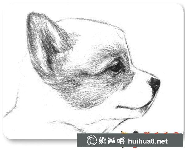 小狗素描