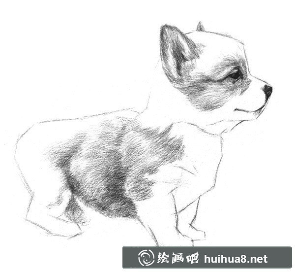 狗狗素描教程