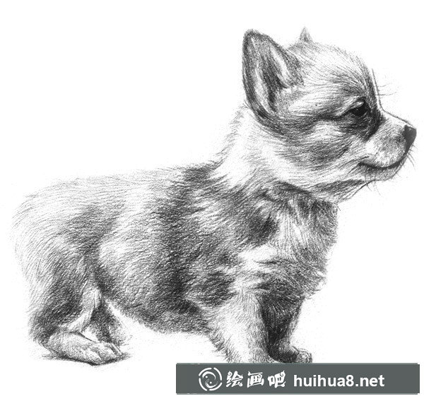 狗狗素描教程