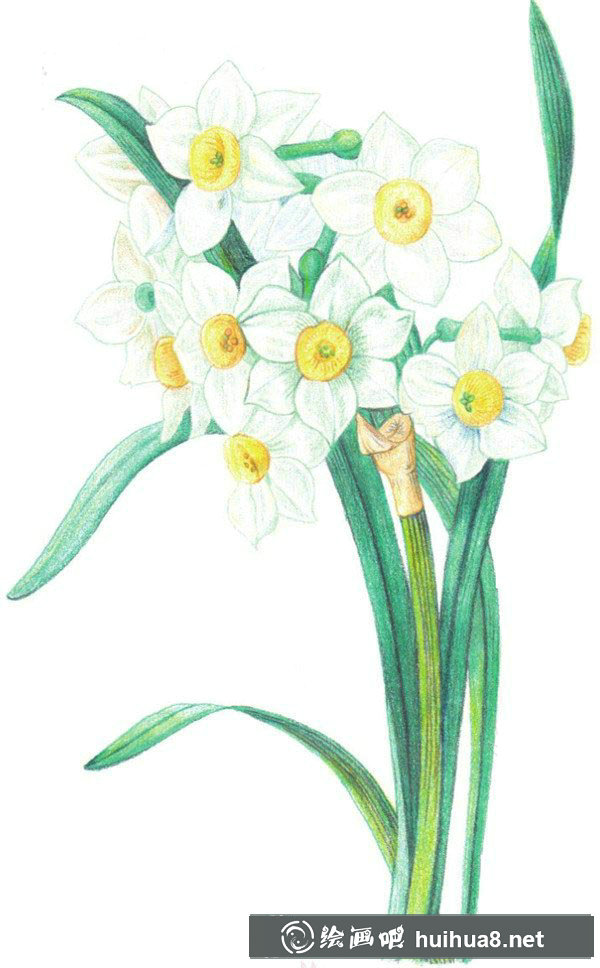 彩鉛畫：超逼真的水仙花步驟畫法(圖文)