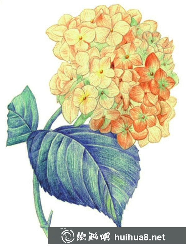 水粉繡球花畫法圖解 水粉繡球花畫法圖解