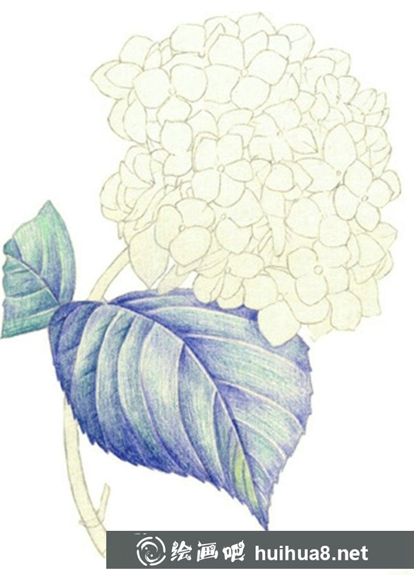 水粉繡球花