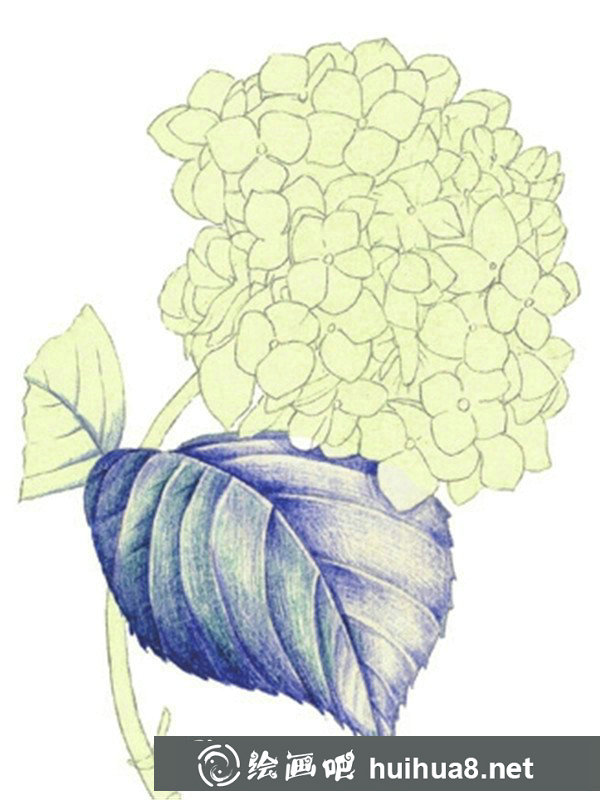 水粉繡球花 水粉繡球花