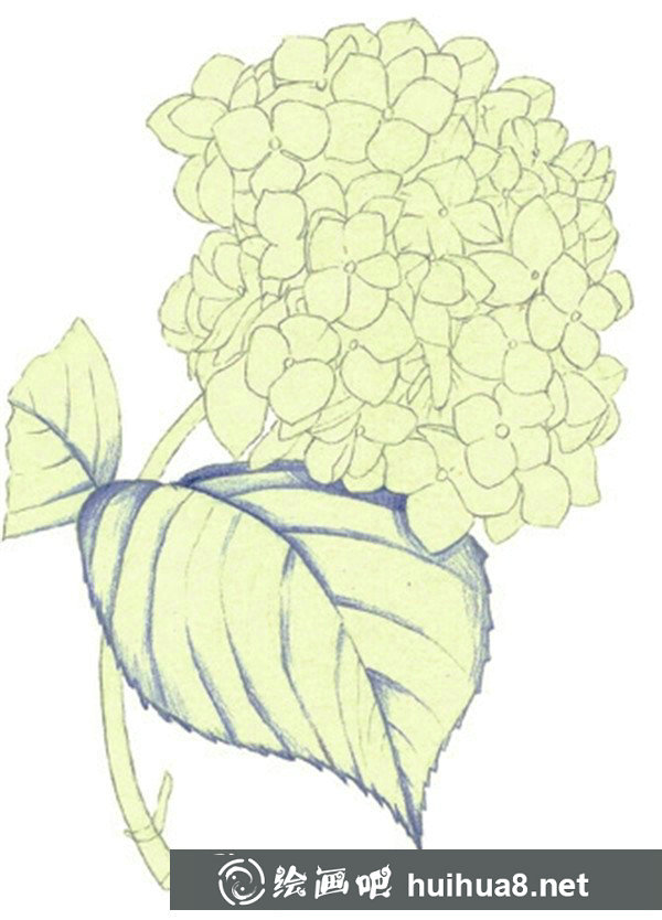 水粉繡球花 水粉繡球花