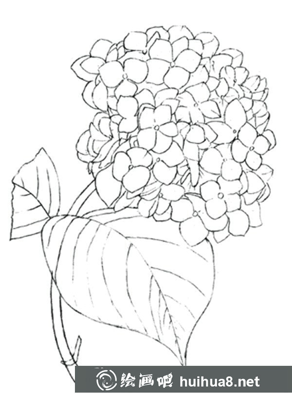 繡球花 繡球花