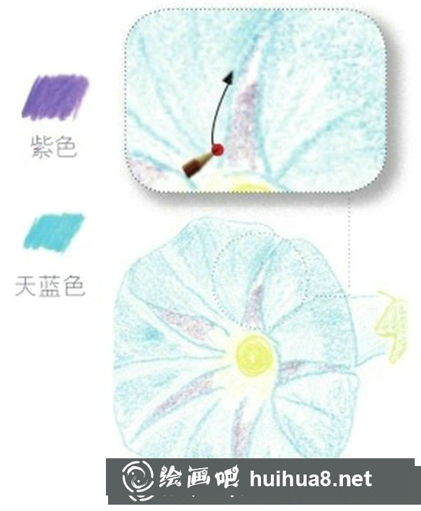 簡單彩鉛牽牛花怎么畫？彩鉛花朵的繪畫步驟