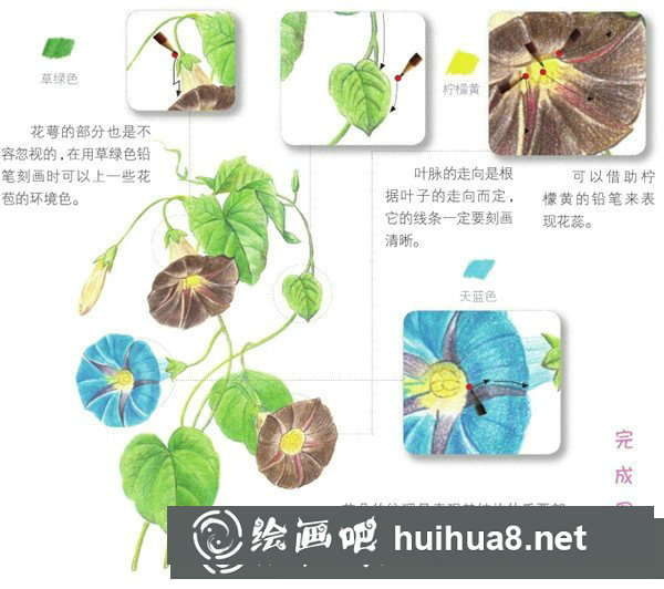 簡單彩鉛牽?；ㄔ趺串嫞坎抒U花朵的繪畫步驟
