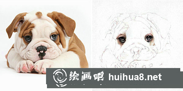 彩鉛畫(huà)寫(xiě)實(shí)動(dòng)物教程