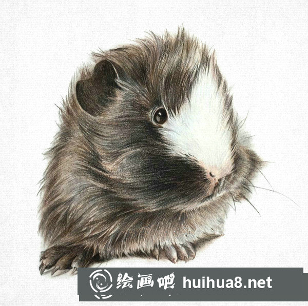 彩鉛畫(huà)寫(xiě)實(shí)動(dòng)物教程