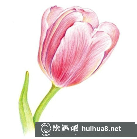 郁金香彩鉛畫教程繪畫步驟詳解