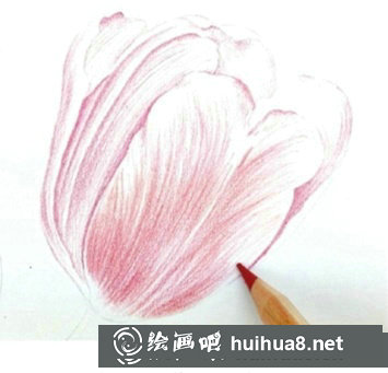 郁金香彩鉛畫教程繪畫步驟詳解