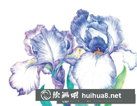 鳶尾如何繪制成精美的水彩畫(huà)？鳶尾花水彩畫(huà)畫(huà)法