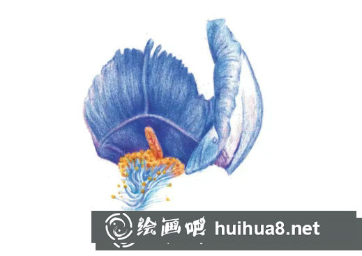 鳶尾如何繪制成精美的水彩畫(huà)？鳶尾花水彩畫(huà)畫(huà)法