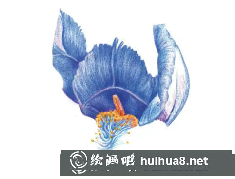 鳶尾如何繪制成精美的水彩畫(huà)？鳶尾花水彩畫(huà)畫(huà)法