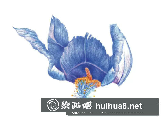 鳶尾如何繪制成精美的水彩畫(huà)？鳶尾花水彩畫(huà)畫(huà)法