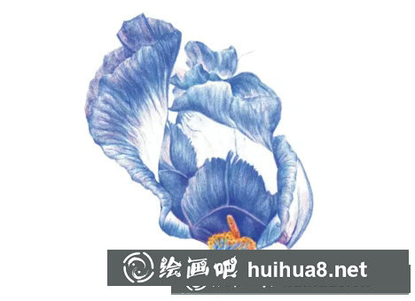 鳶尾如何繪制成精美的水彩畫(huà)？鳶尾花水彩畫(huà)畫(huà)法