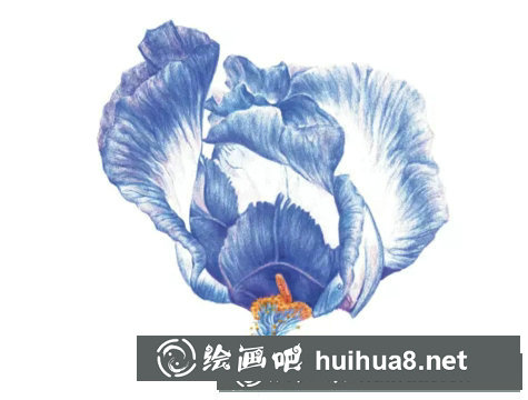 鳶尾如何繪制成精美的水彩畫(huà)？鳶尾花水彩畫(huà)畫(huà)法