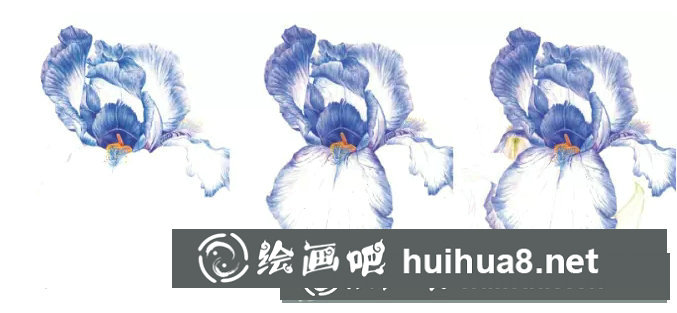 鳶尾如何繪制成精美的水彩畫(huà)？鳶尾花水彩畫(huà)畫(huà)法