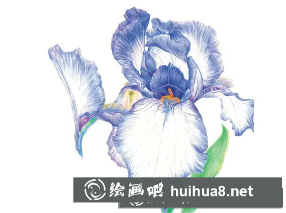 鳶尾如何繪制成精美的水彩畫(huà)？鳶尾花水彩畫(huà)畫(huà)法