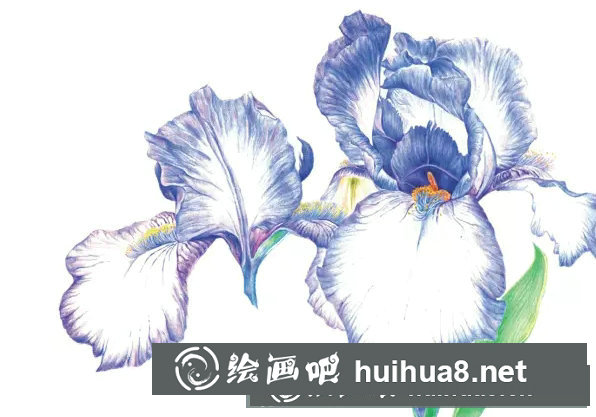 鳶尾如何繪制成精美的水彩畫(huà)？鳶尾花水彩畫(huà)畫(huà)法