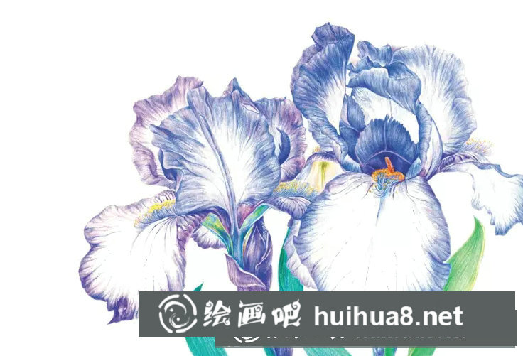 鳶尾如何繪制成精美的水彩畫(huà)？鳶尾花水彩畫(huà)畫(huà)法