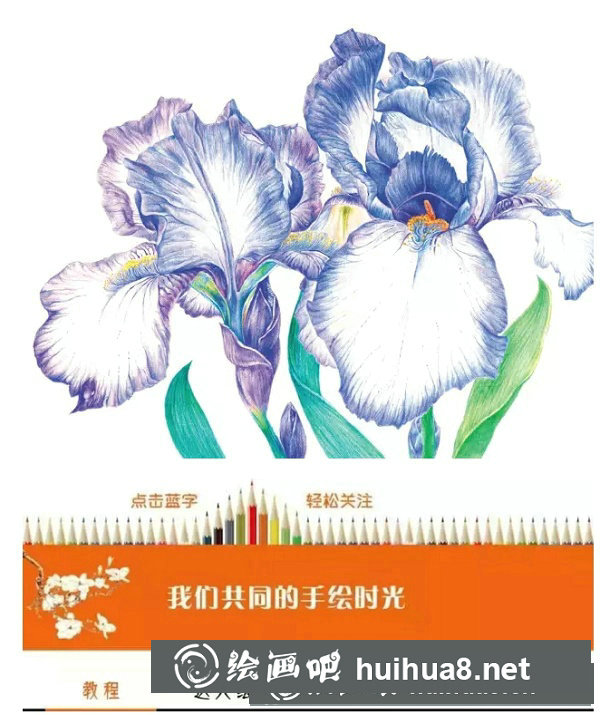 鳶尾如何繪制成精美的水彩畫(huà)？鳶尾花水彩畫(huà)畫(huà)法