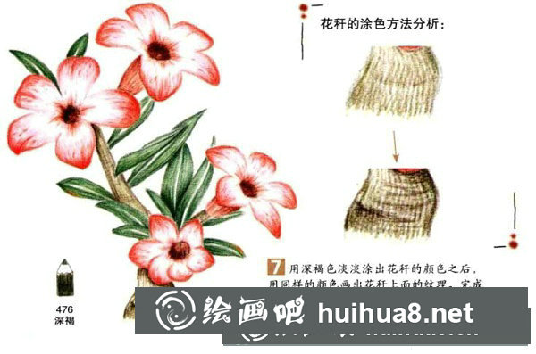 向日葵彩鉛畫怎么畫？彩鉛畫花卉繪畫教程
