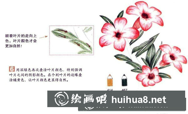 向日葵彩鉛畫怎么畫？彩鉛畫花卉繪畫教程