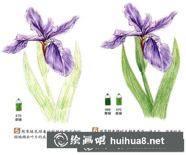 彩鉛鳶尾花繪畫步驟教程