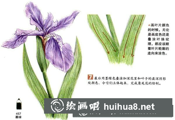 彩鉛鳶尾花繪畫步驟教程