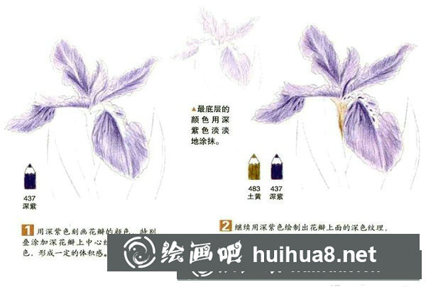 彩鉛鳶尾花繪畫步驟教程