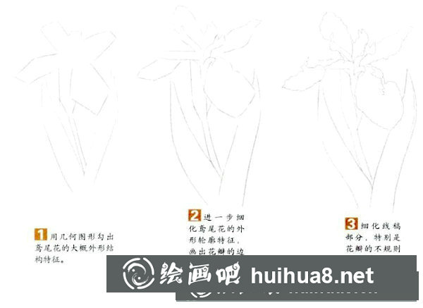 彩鉛鳶尾花繪畫步驟教程