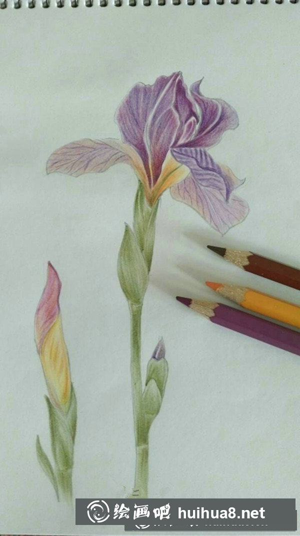鳶尾花彩鉛畫手繪教程