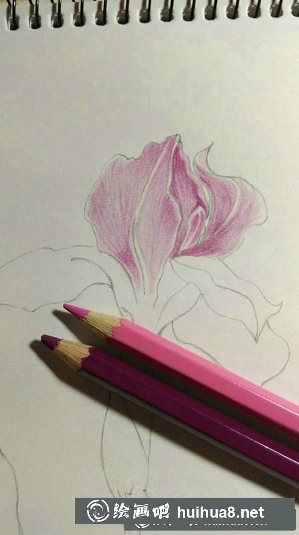 鳶尾花彩鉛畫手繪教程